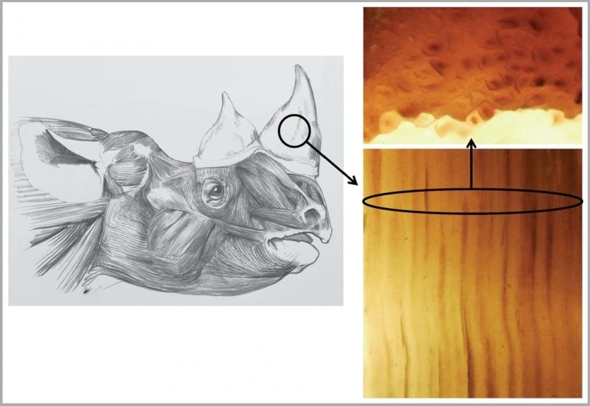 Crean cuernos falsos bioinspirados para salvar al rinoceronte